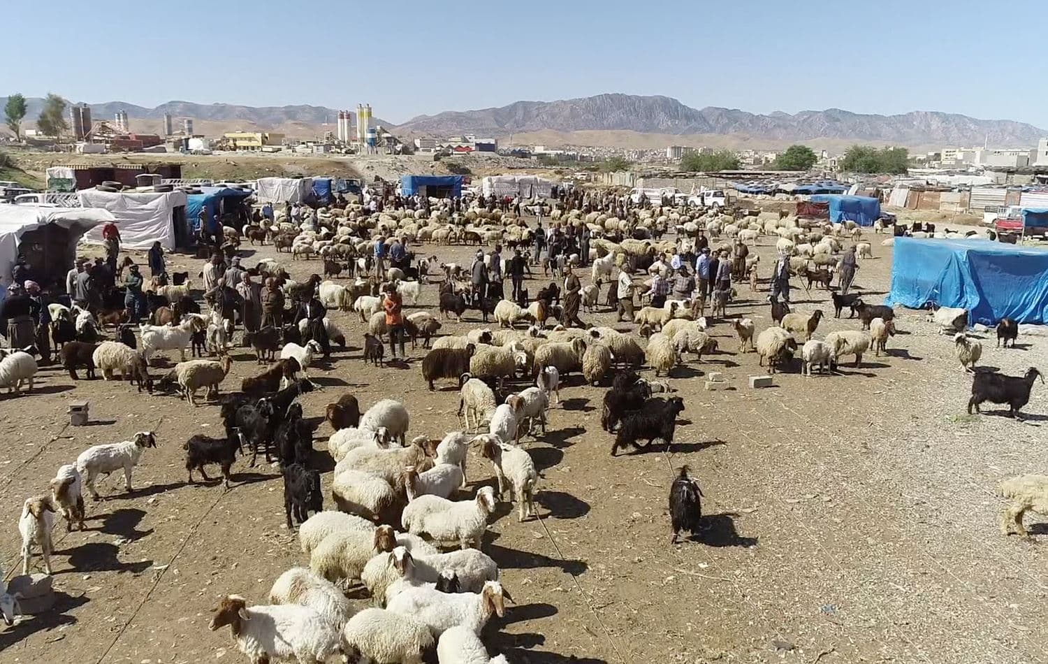Duhok farmers sell livestock, unable to graze animals due to Turkish bombardments
