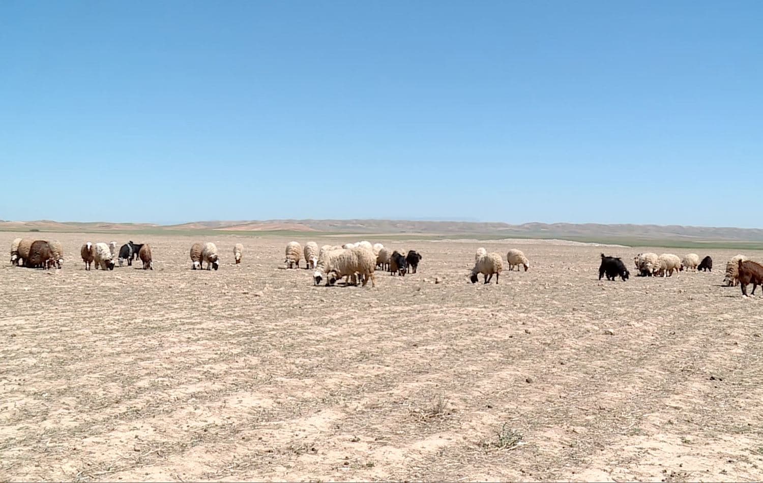 Sheep graze in a dry field in the Garmiyan plains on March 31, 2021. Photo: Rudaw
