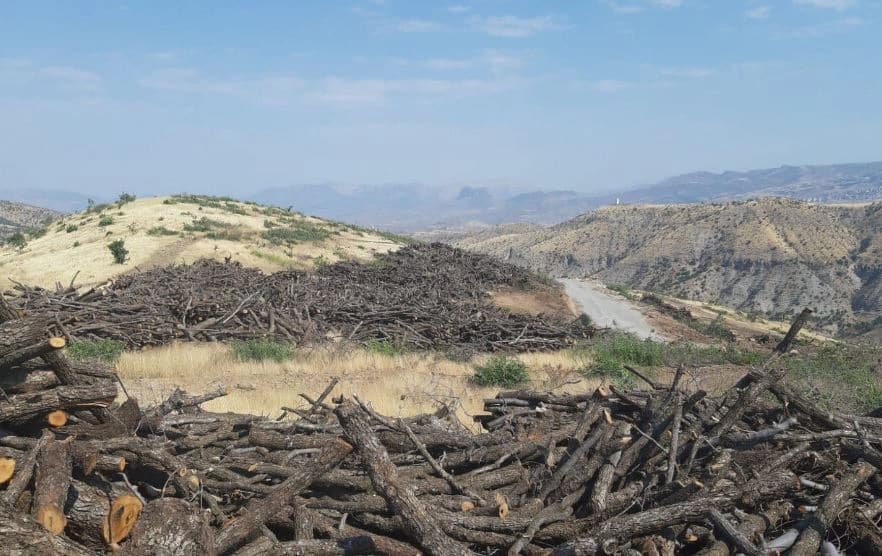 رۆژانە 400 تۆن لە دارەکانی چیای جوودی دەبڕدرێنەوە