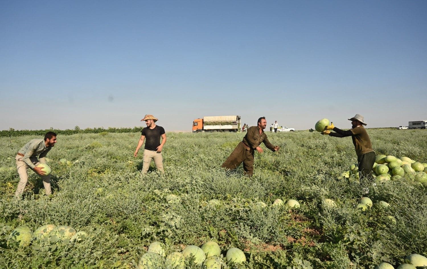 Farmers harvest watermelon in Erbil. June 22, 2020 Photo: Bilind T.abdullah/Rudaw