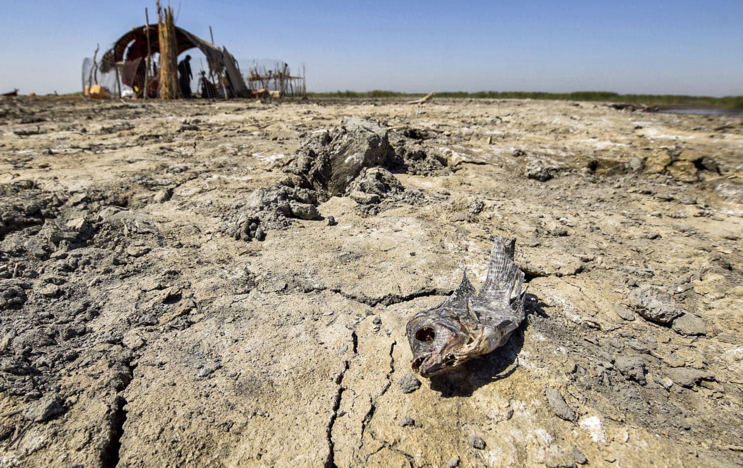 The body of a dead fish lies on drying earth in the Chibayish marshland in Iraq's southern Ahwar area. Photo: Asaad Niazi/AFP