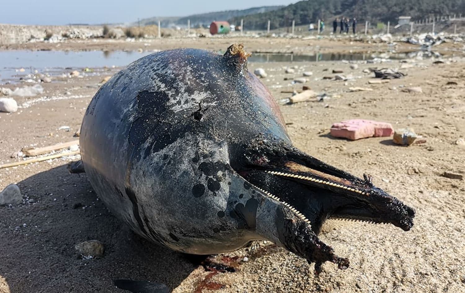 Photo of a dead dolphin on the coast of the Black Sea in Turkey on March 26, 2022. Photo: Rudaw