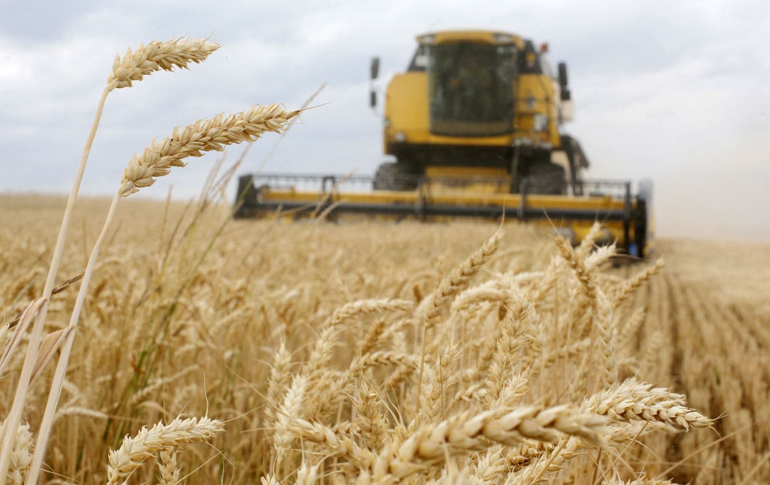 A harvester gathers wheat in a field in Ukraine's Chernihiv area. Photo: Anatolii Stepanov/AFP