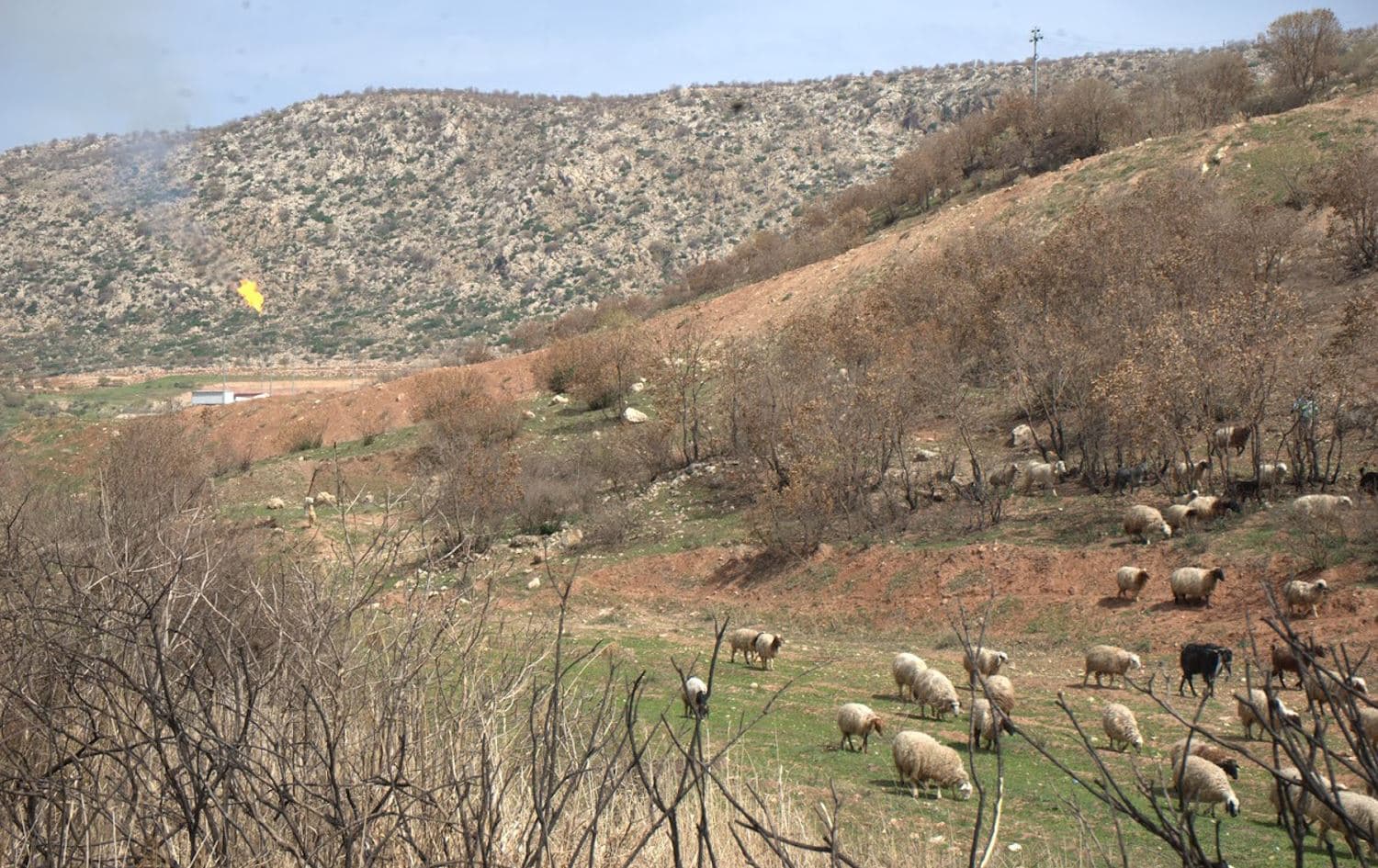 A flare burns in the background near the Yazidi holy site of Lalish as sheep cross the Iraqi planes, on March 29, 2022. Photo: Tom Brown