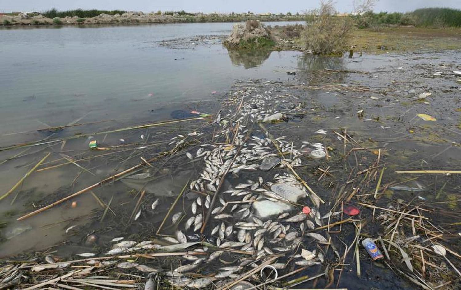 Dozens of rotting fish float on the surface of polluted marshes in southern Iraq. File photo: AFP 