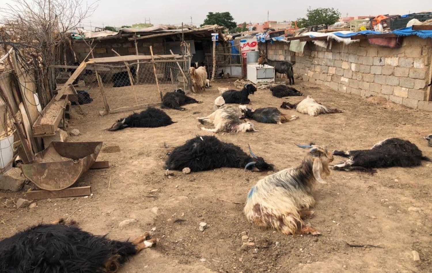 ئاژەڵدارەکە دەڵێ 15 سەرئاژەڵی لەلایەن سەگەوە کوژراون