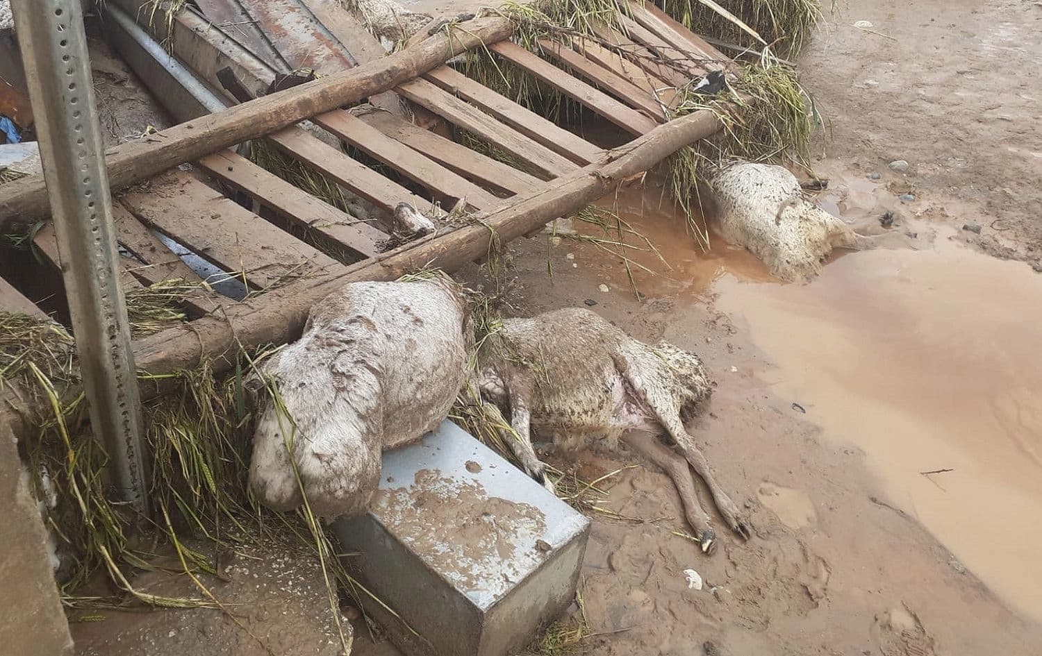 Li tevahiya bajêrê Xarpêtê duh Sêşemê zîpik û barana gur bar