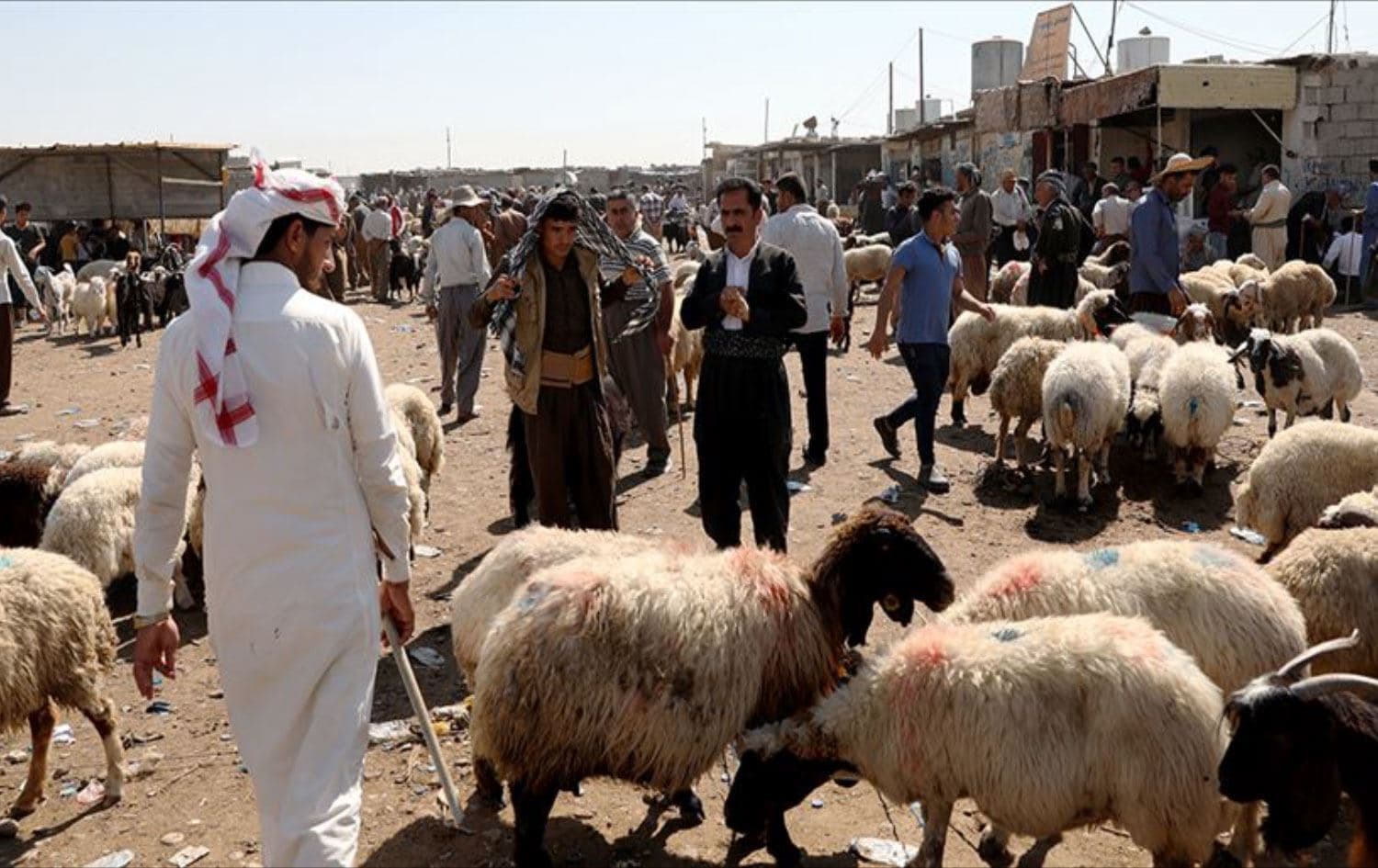 سوق لبيع المواشي في كركوك