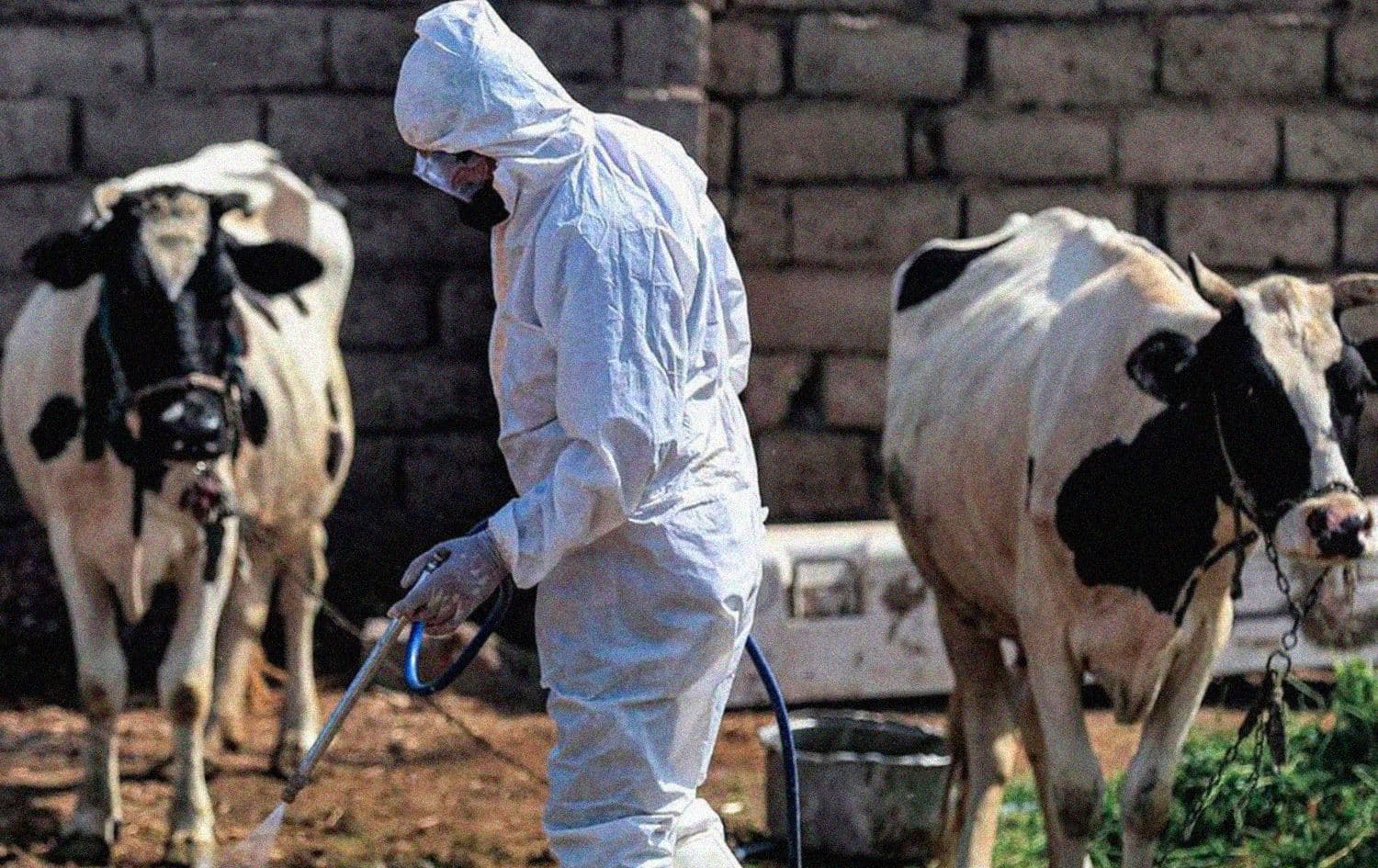 An employee of Iraq's Health Ministry veterinarian department disinfects, as a precaution against the spread of Congo haemorrhagic fever, past cows at a farm in the southwestern Baghdad suburb of al-Bouaitha on May 22, 2023. Photo: AFP