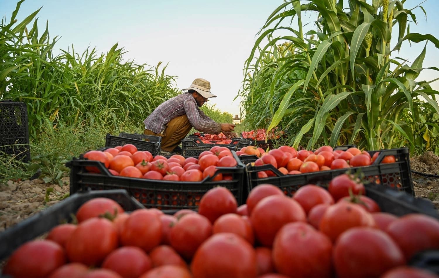 وێنەیەکی ئەرشیڤیی جوتیارێک لەکاتی رنینی تەماتە لە دەشتی شەمامکی هەولێر، وێنە: بڵند تاهیر - رووداو