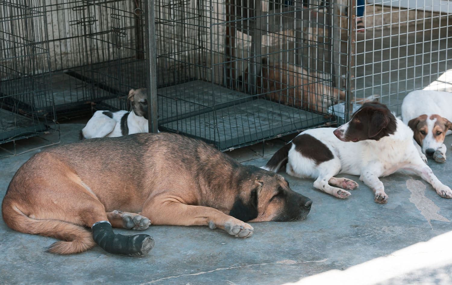 Stray dogs at a shelter in Erbil on November 5, 2020. Photo: Bilind T. Abdullah/Rudaw