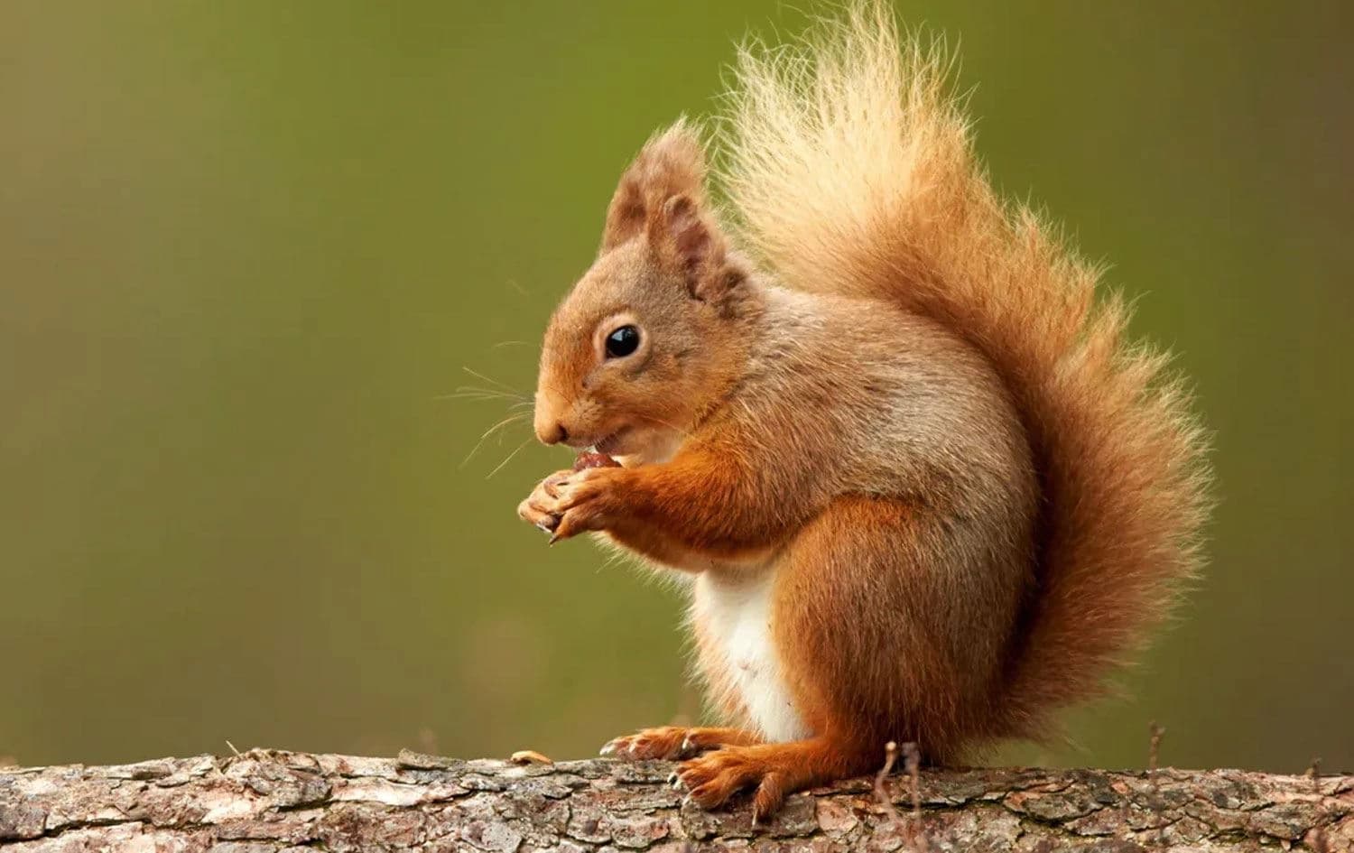 Stok görsel