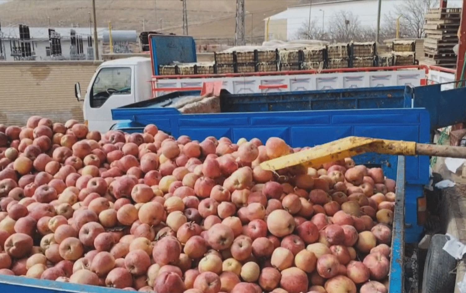 لە ئێران هەوڵدەدرێت باج لەسەر هەناردەی سێو زیاد بکرێت