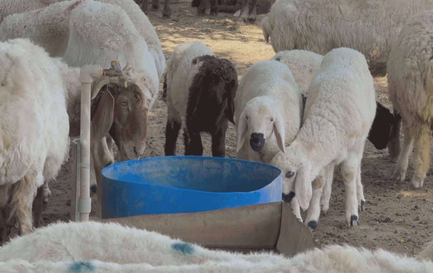 لە زاخۆ خواست لەسەر بەرهەمی شیری خۆماڵی ئەوەندە زۆرە، ناگاتە بازاڕ و ساخ دەبێتەوە 