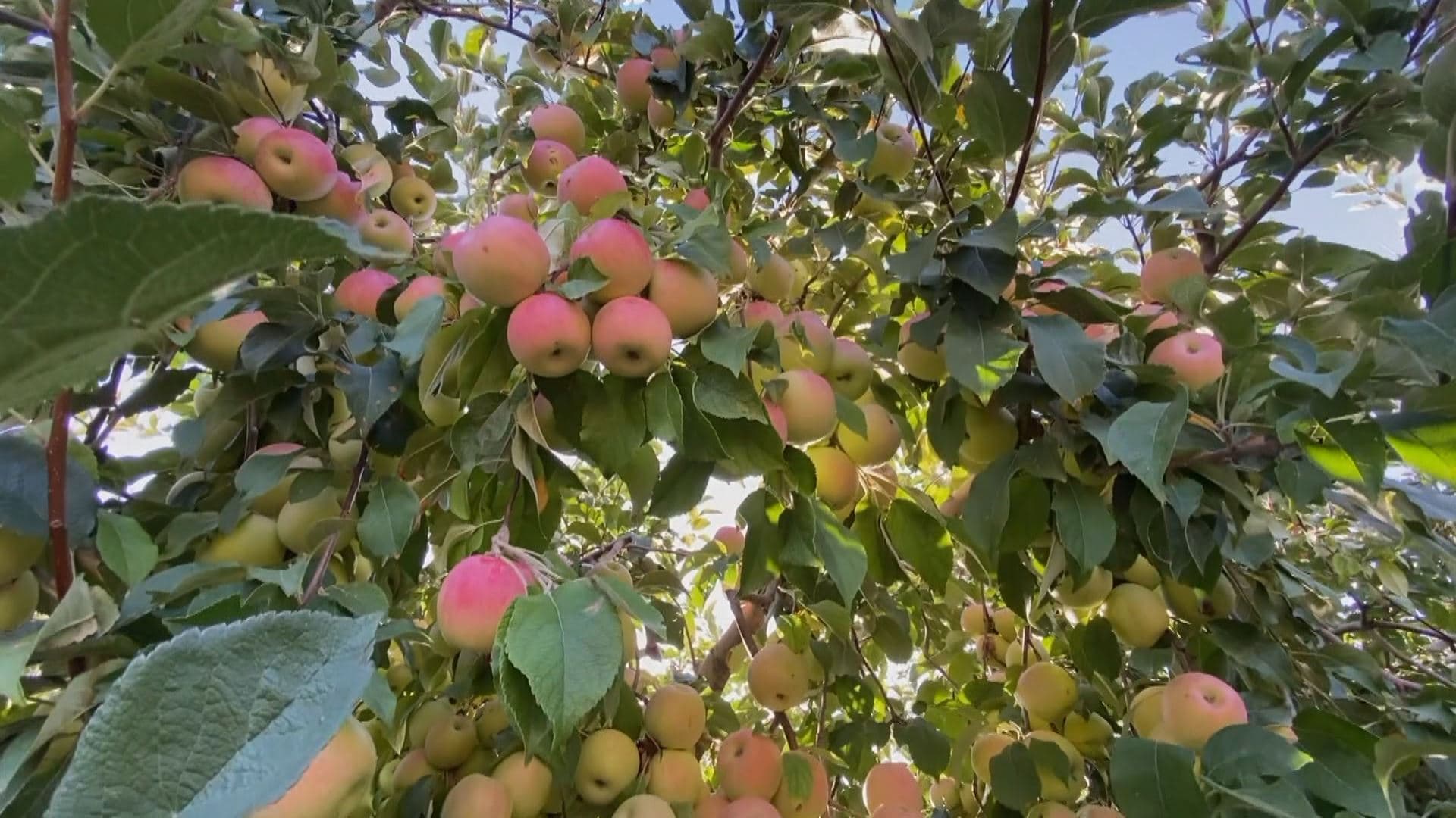 سێوی بەرواری باڵا بەهۆی هاوردەی سێوی بیانییەوە لە بازاڕەکان دا ساخنابێتەوە 