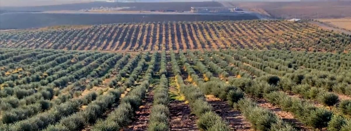 Nearly 200 acres of land allocated for olive trees in Akre | Rudaw