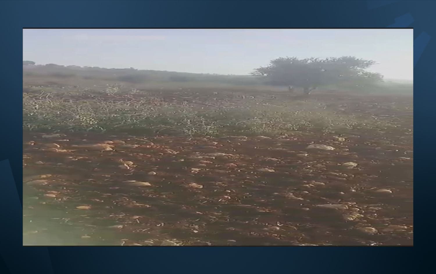 Darên zeytûnan ên ku hatine birîn //Wêne: Ji vîdeoyê