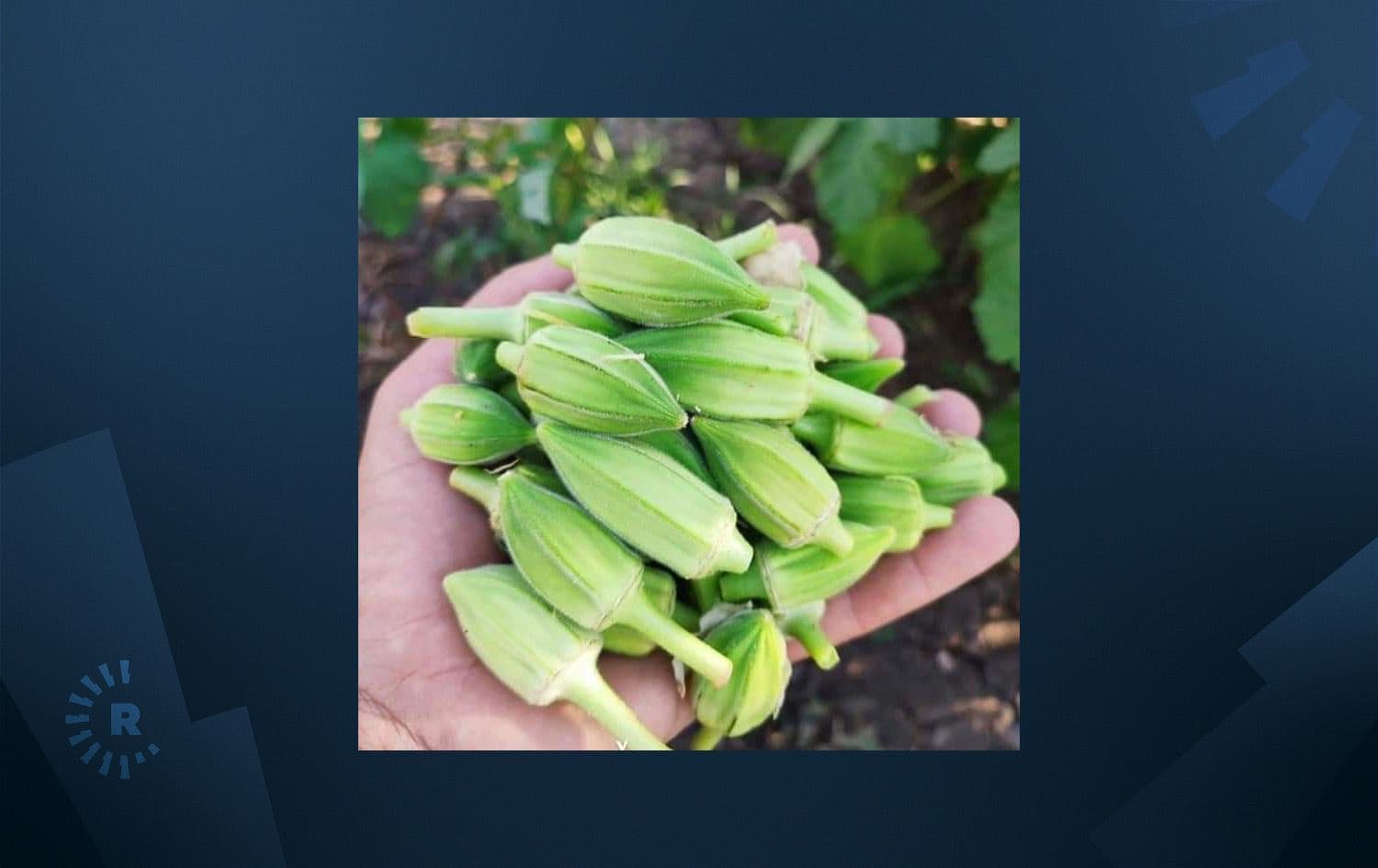بامێ