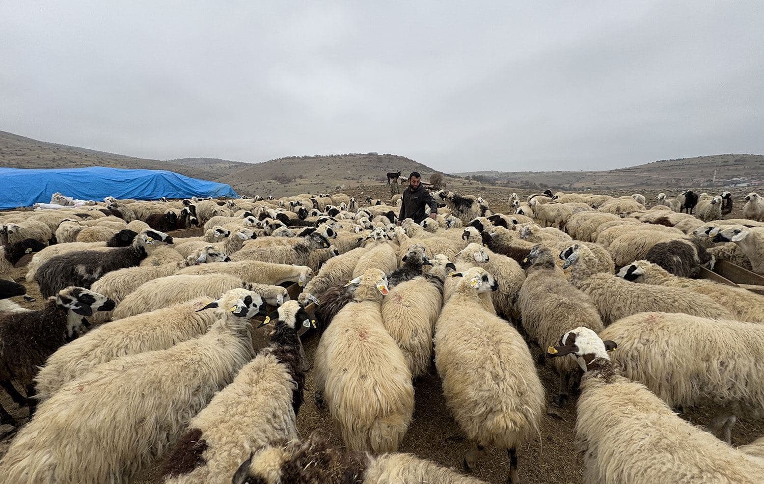 Ajelên li Dêrsimê / Wêne: Arşîv