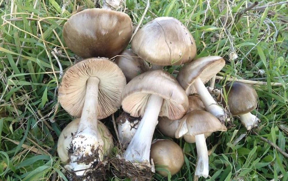 دۆخی هەرسێ هاونیشتمانییەکە دوای گەیاندنیان بە نەخۆشخانە جێگیرە