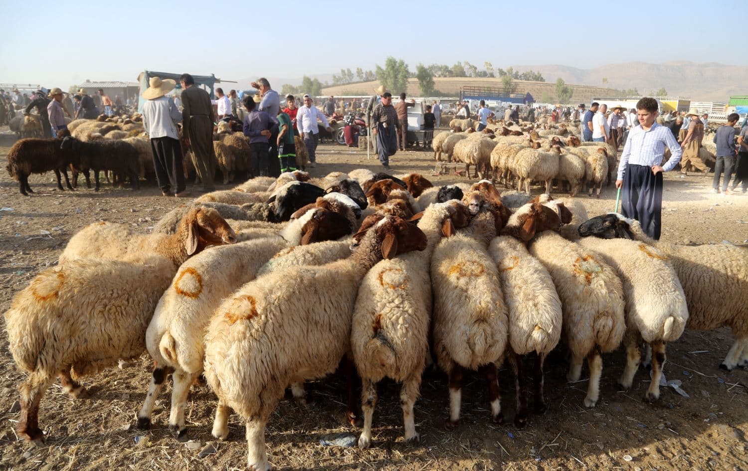 مەیدانی کڕین و فرۆشتنی ئاژەڵ لە هەولێر. وێنە: بڵند تاهیر - رووداو
