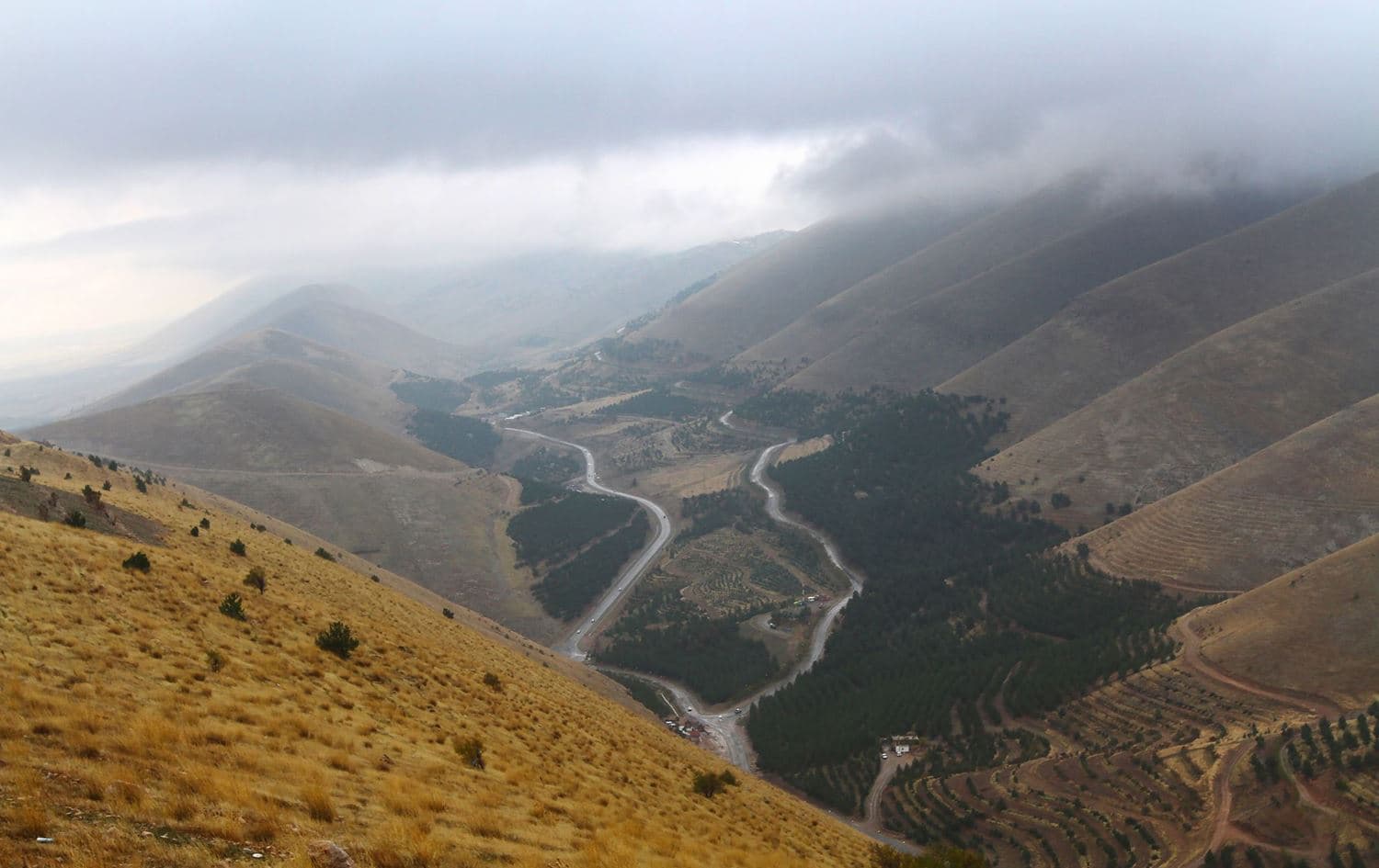 دارستانی گۆیژەی سلێمانی. وێنە: رووداو/ئەرشیڤ