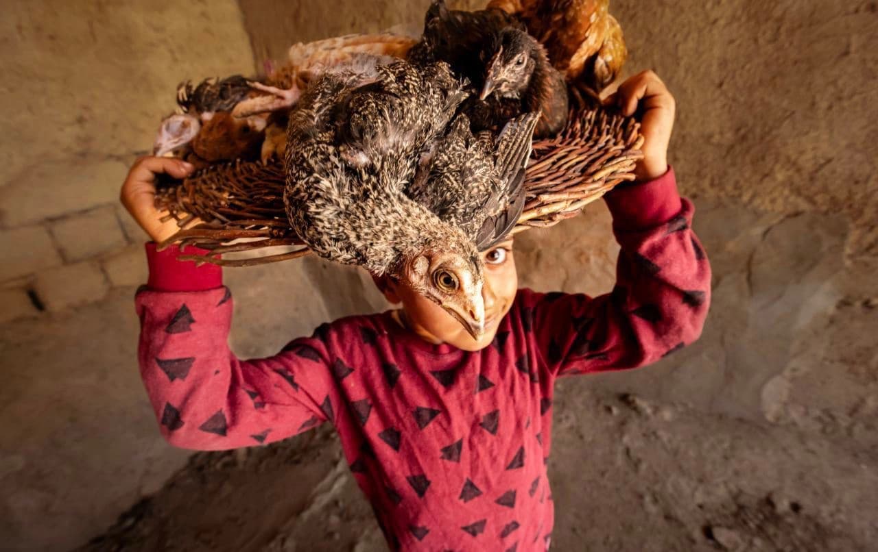 ئەو وێنەیەی کە خەڵاتی زێڕی بردووەتەوە. وێنە: شێرکۆ مام ئاقا