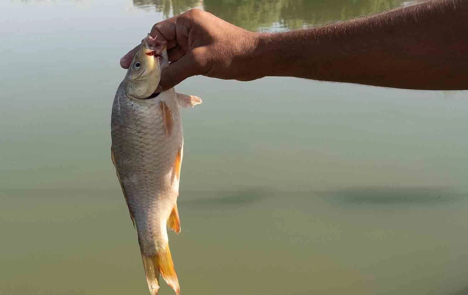 بەرهەمی ماسی