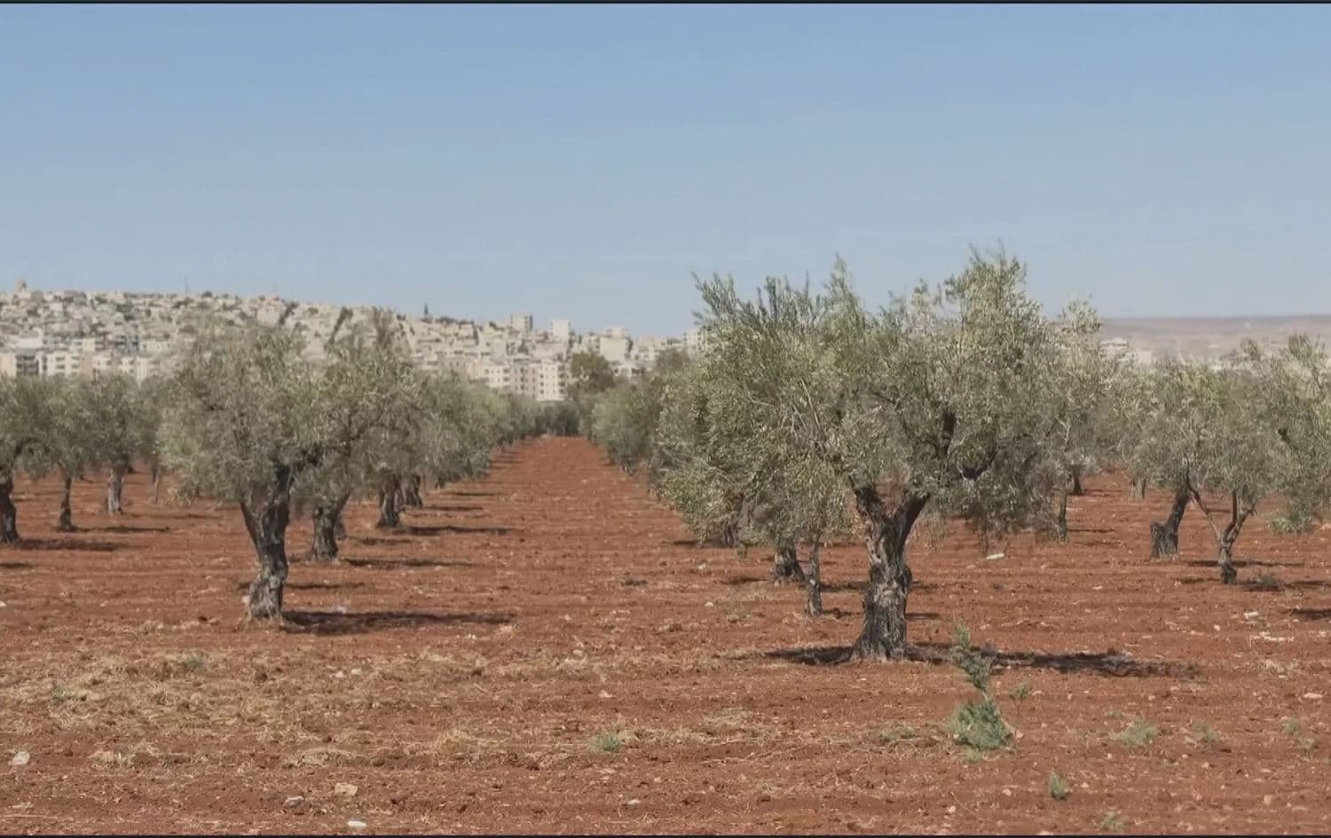 Talana zeytûnên Efrînê: Çekdar ofîsan vedikin û bacê dixwazin