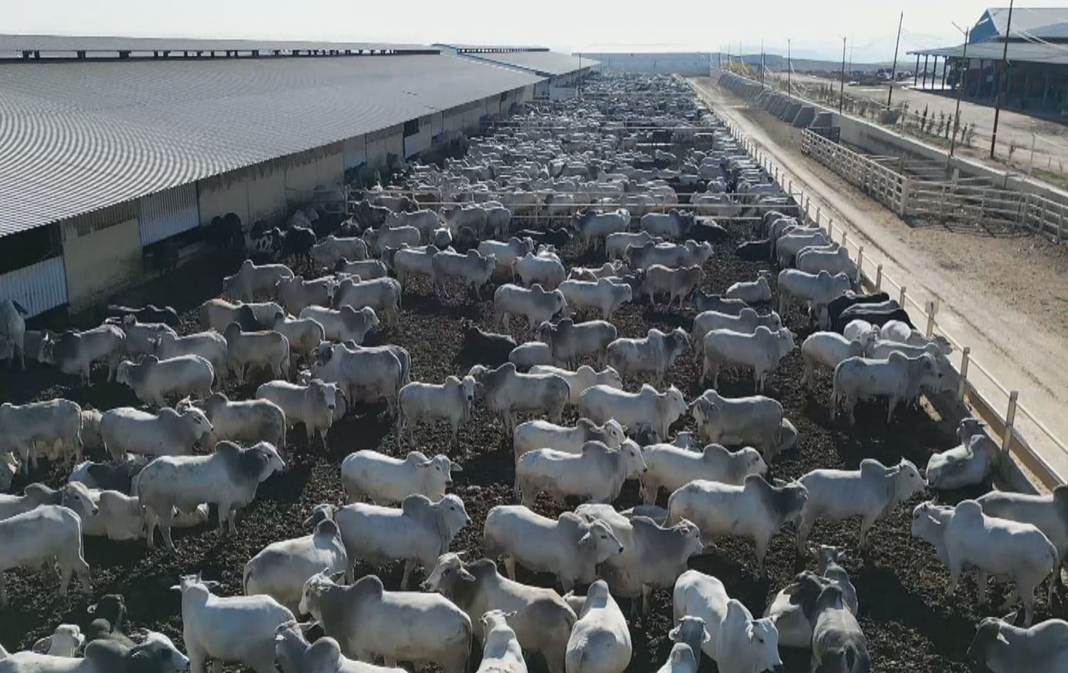 ئاژەڵداران لە نرخی بازاڕ ناڕازین و داوای قەدەخەکردنی ئاژەڵی هاوردە دەکەن 