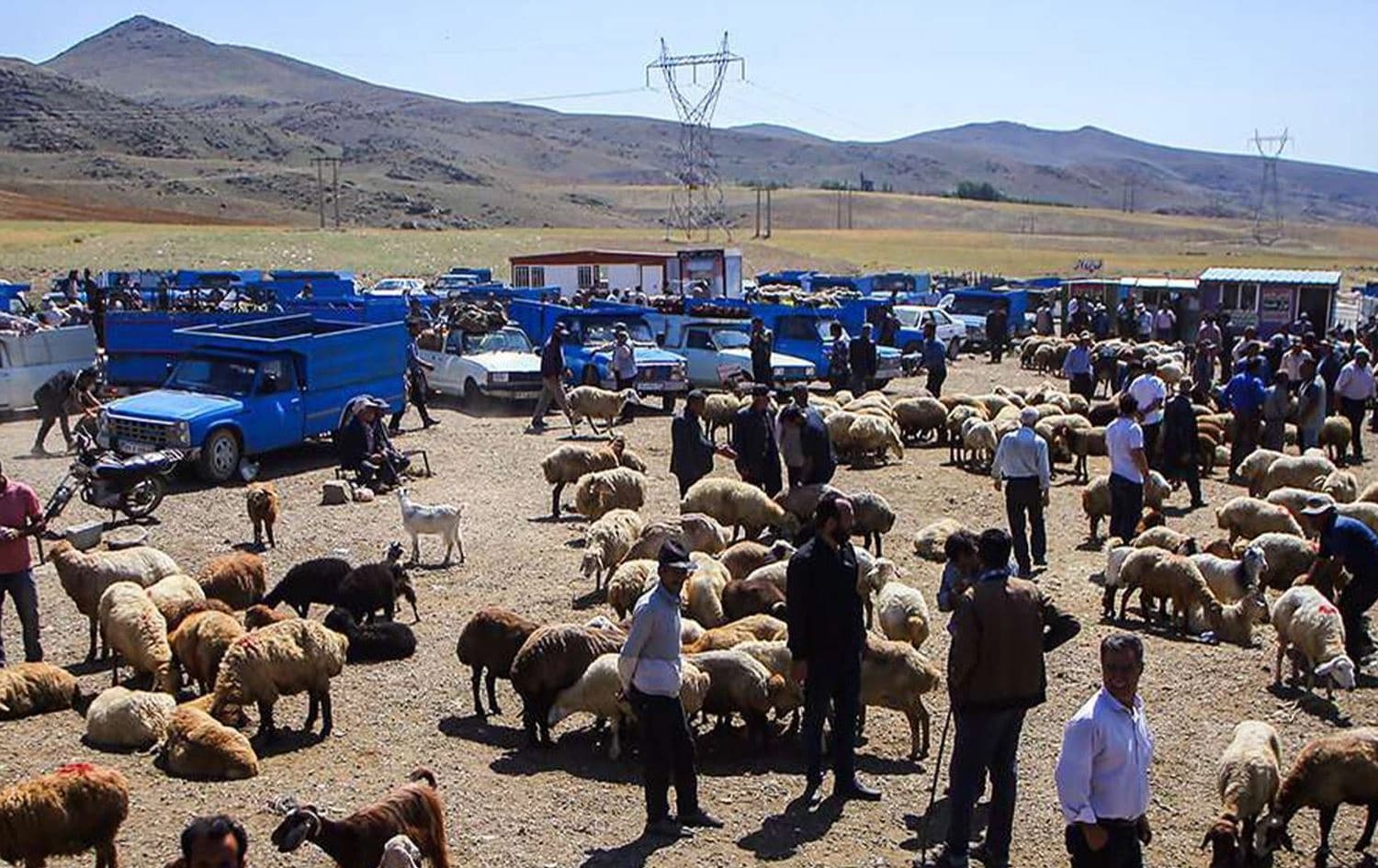 مەیدانی ئاژەڵانی بۆکان.