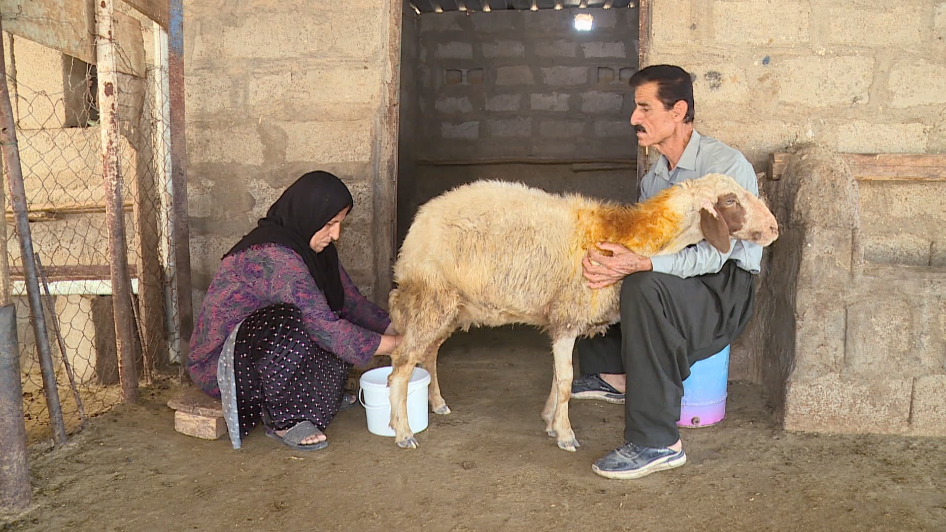 ماستی رەسەنی هەولێر و ماستی ساختە؛ تەنیا لە 2 مانگدا 2 تۆن ماستی ساختە لەنێوبراون