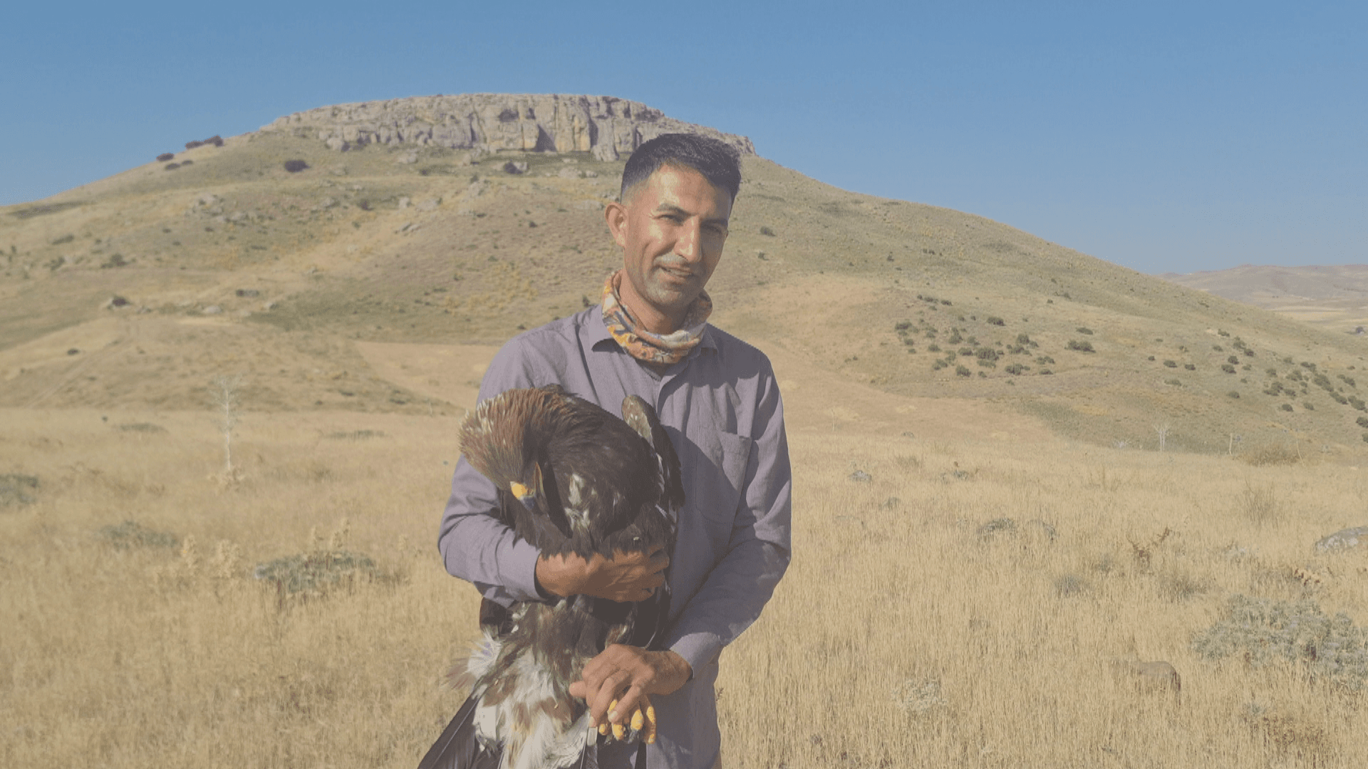 هەڵۆیەک لە بۆکان گەڕێندرایەوە نێو سرووشت