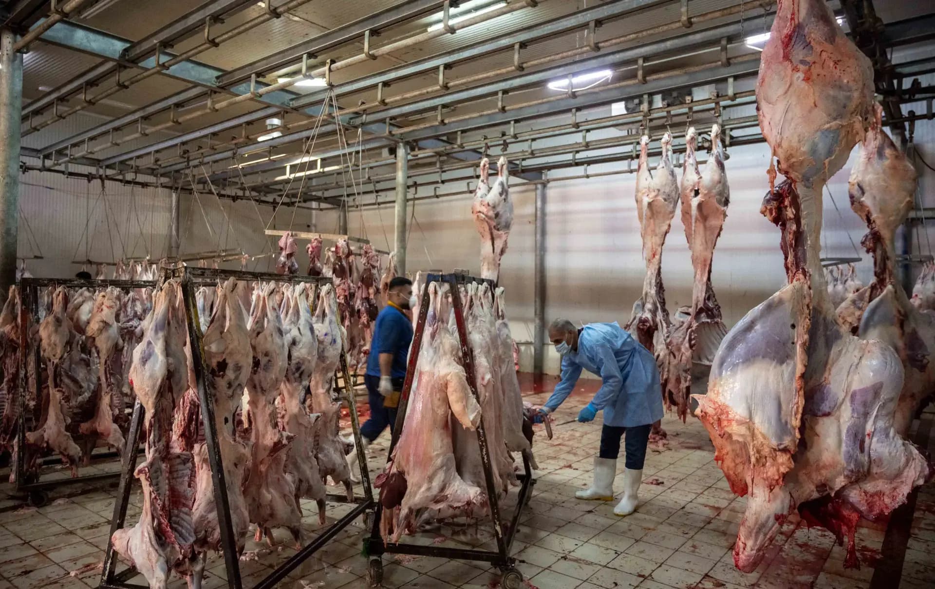 Over 100 hemorrhagic fever cases recorded in single southern Iraqi province