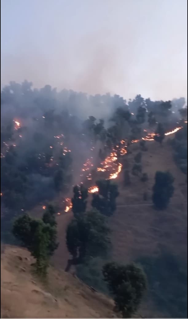 چا لێنانێک بووە هۆی سووتانی بەشێک لە دارستانەکانی بانە