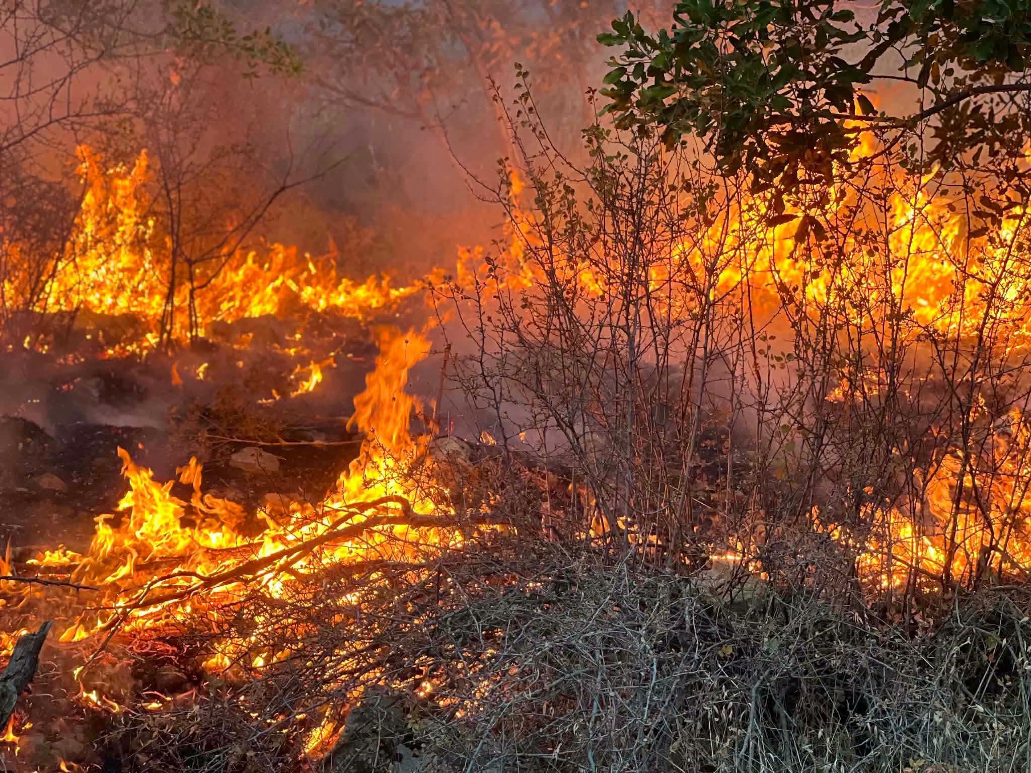 لە سلێمانی لە 24 کاژێردا نزیکەی 800 دۆنم پووش و پاوان و دارستان سووتان