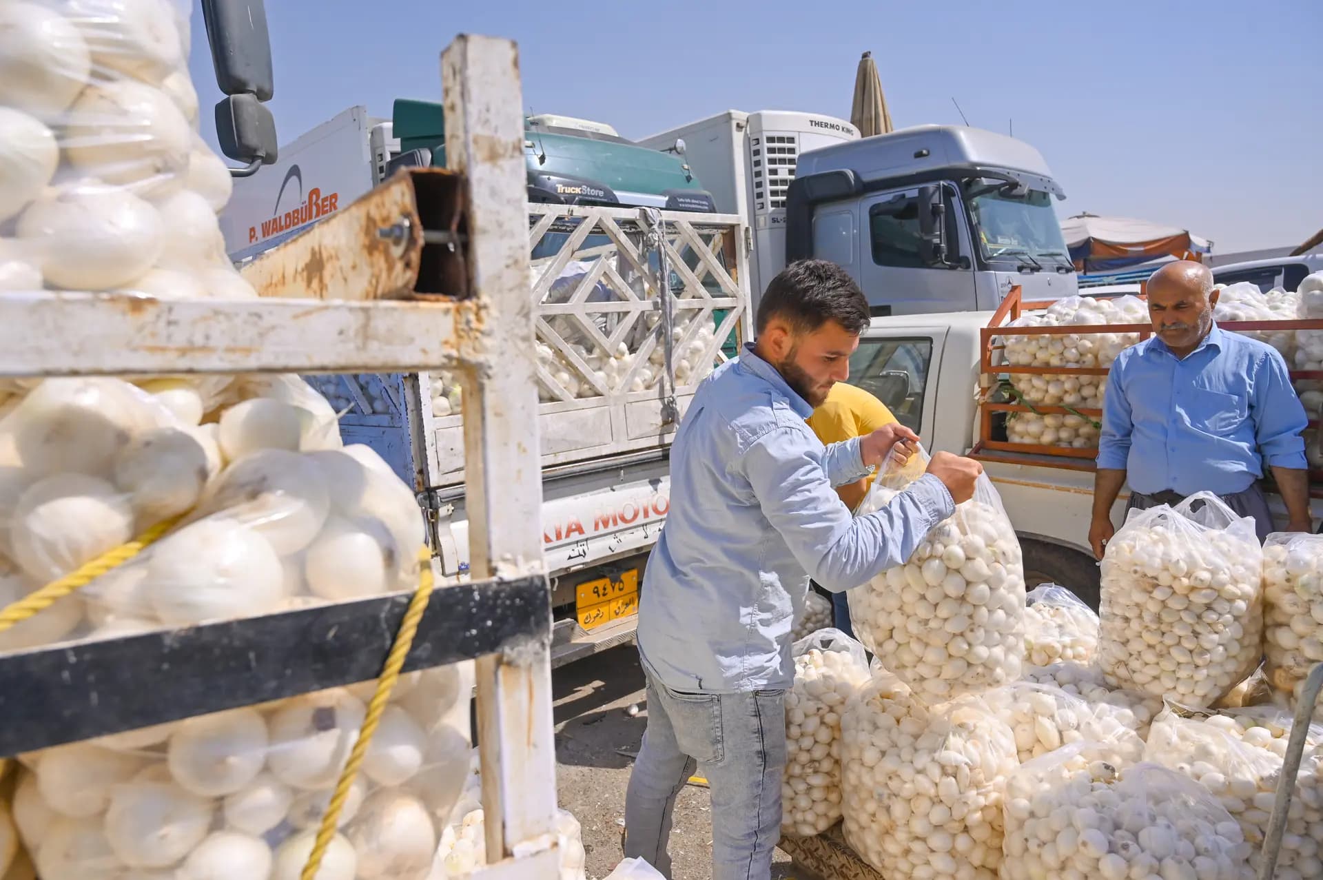 Pîvazên Kurdistanê digihîjin bazarên Tirkiyeyê