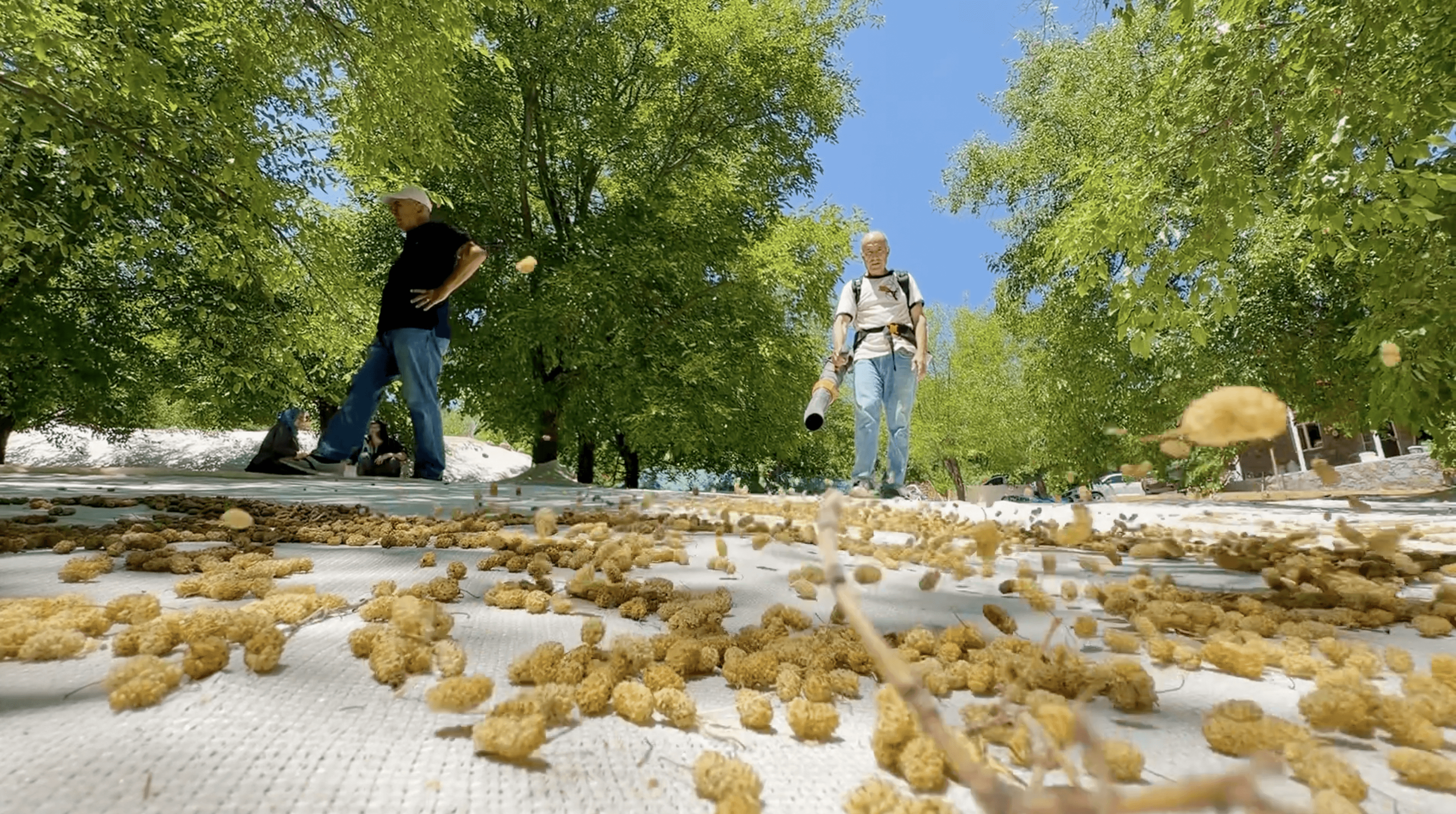 DERSİM - Avrupa'ya ihraç edilen Ulukale dutunda bereketli sezon