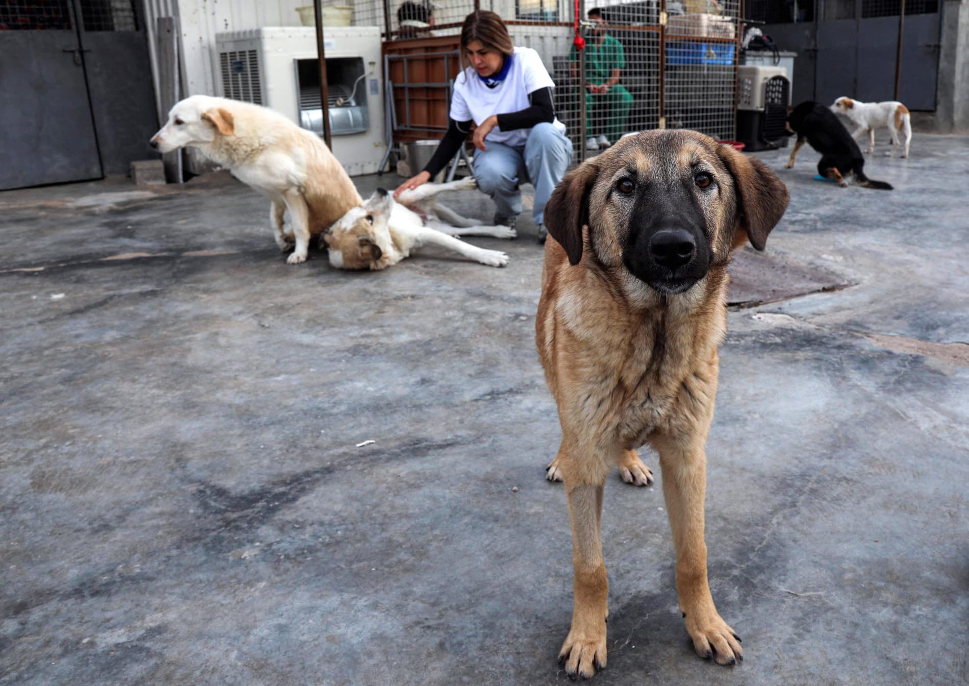 Erbil shelter collects nearly 5,000 stray dogs in seven months