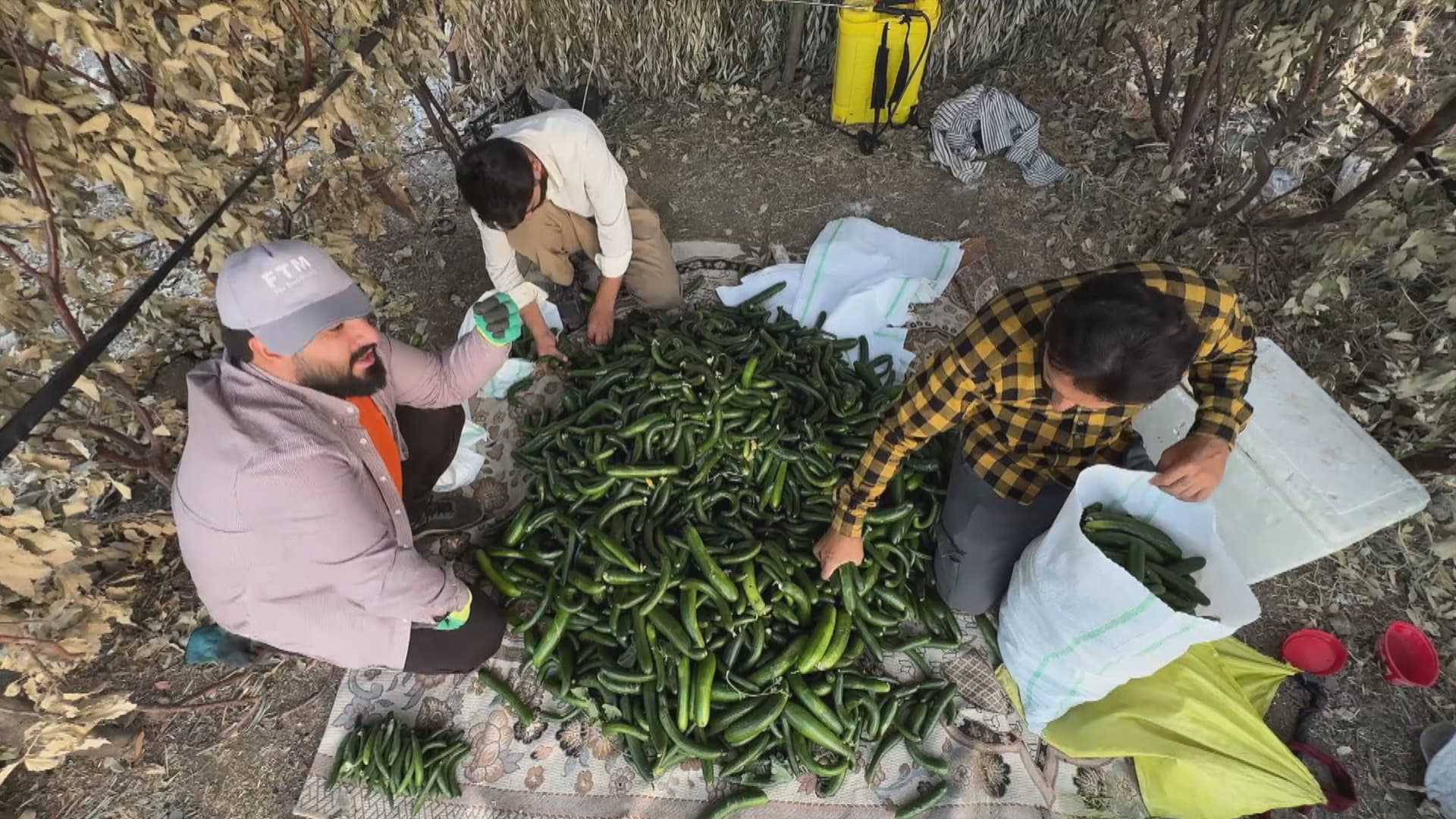 لە برادۆست بەرهەمی خەیار زیادی کردووە و نرخەکەی 60% دابەزیووە