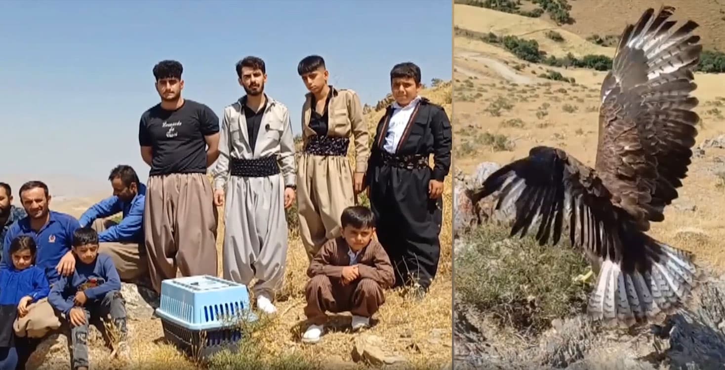 Avcılardan kurtarılan kartal doğaya salındı