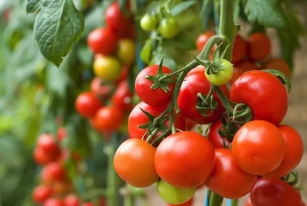 توێژینەوەیەک: خواردنی تەماتە چەوری جگەر کەم دەکاتەوە