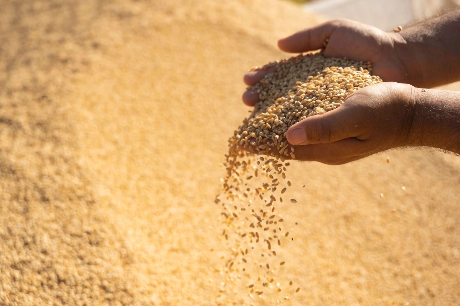 دەستەی وەبەرهێنان: کەرتی تایبەت زیاتر لە 220 هەزار تۆن گەنمی لە جووتیاران وەرگرتووە