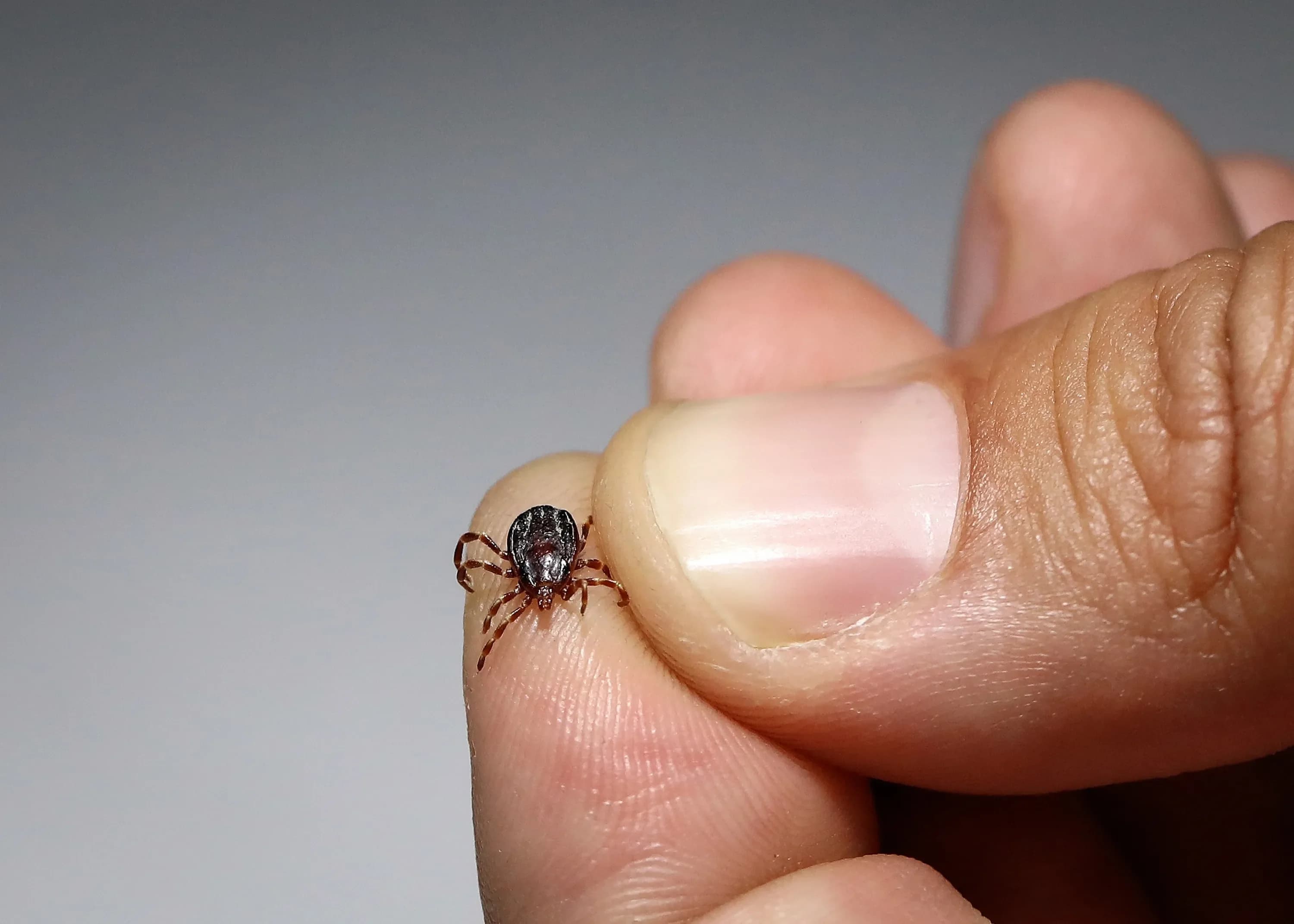 A Ixodid tick, which causes Crimean-Congo hemorrhagic fever. Photo: file/AA
