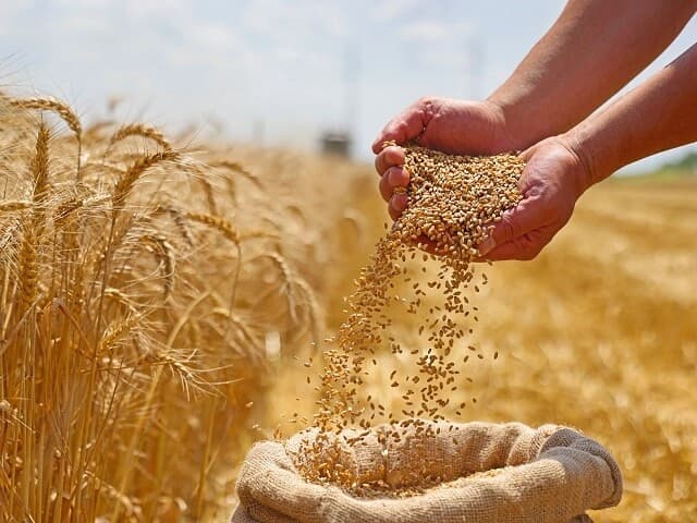 جێگری پارێزگاری کرماشان: 14 ترلیۆن تمەن پارەی گەنمی جووتیاران خەرج کراوە