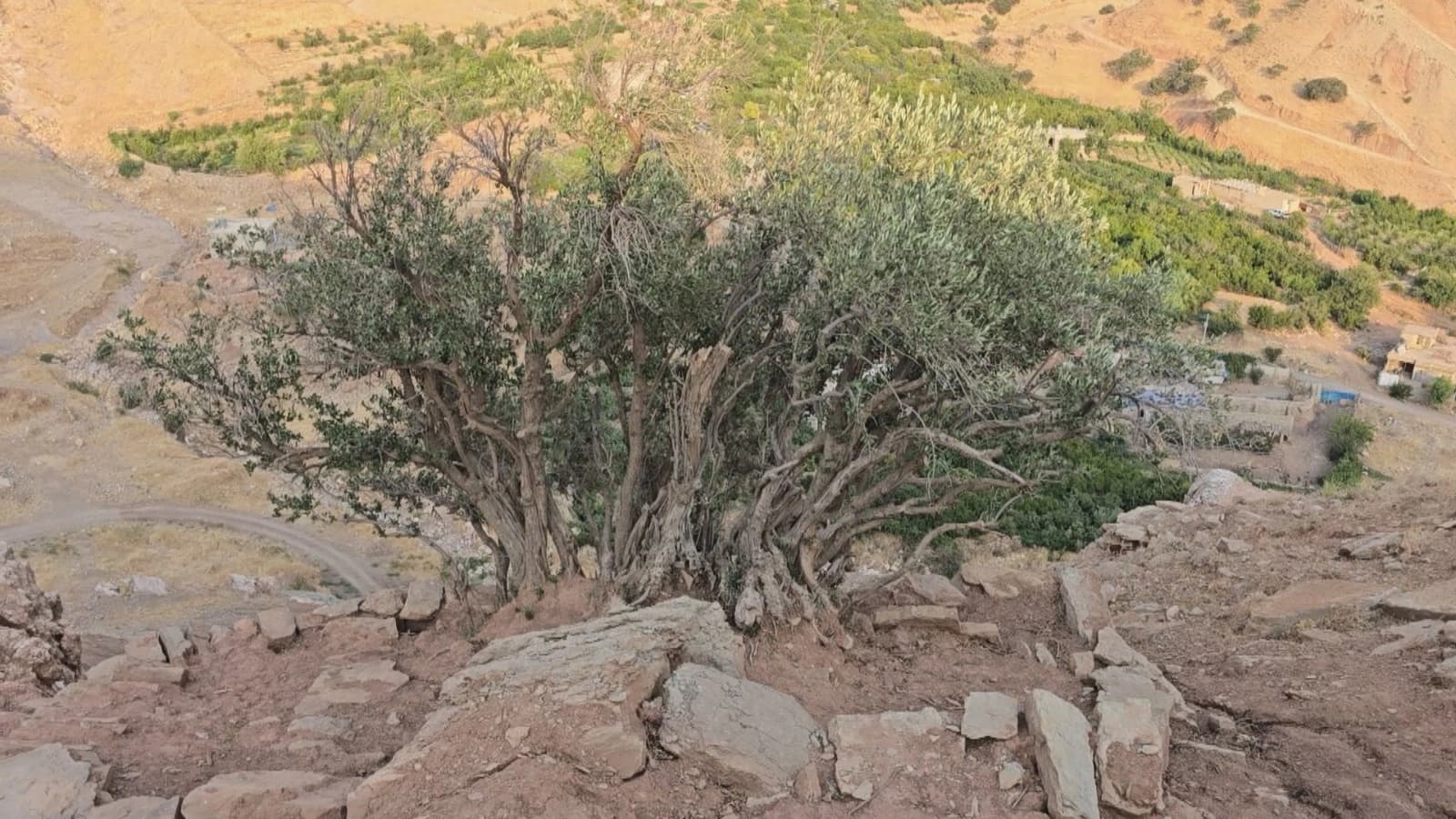 دار زەیتوونێکی تەمەن هەزار ساڵە لە کوردستان دۆزرایەوە