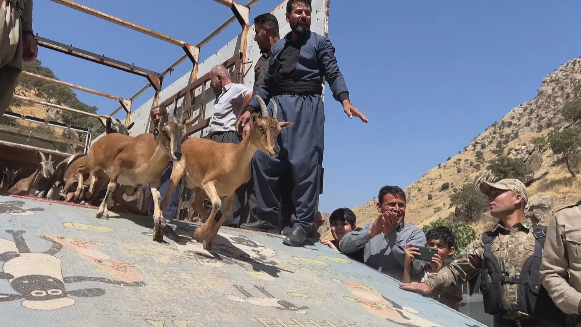 Dozens of wild goats released back into the wild in Sulaimani