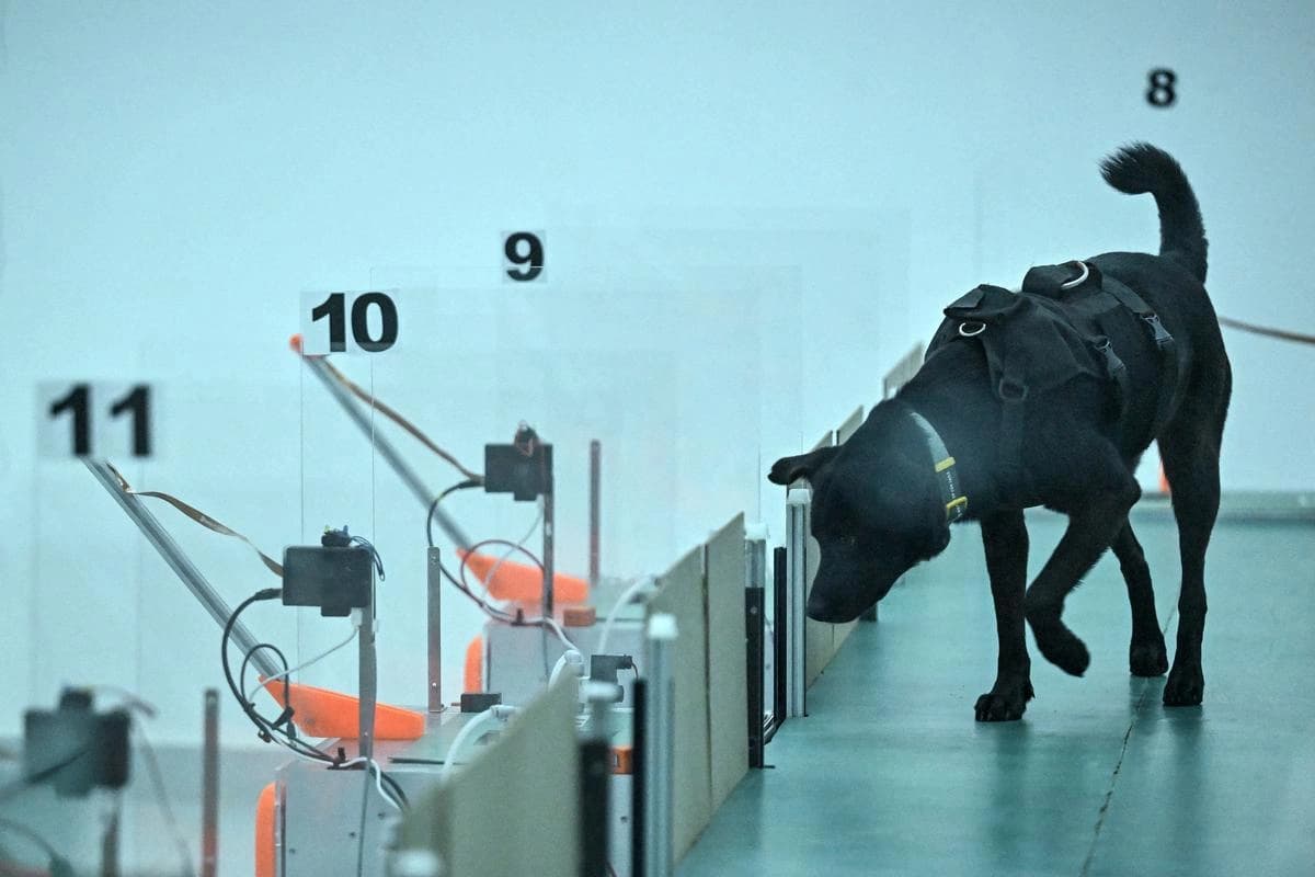 لە هیندستان سەگ بۆ دەستنیشانکردنی شێرپەنجە رادەهێنرێت
