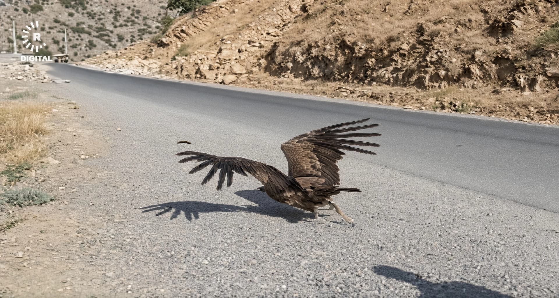 Keçelokê birîndar dîsa li çiyayên Kurdistanê ye