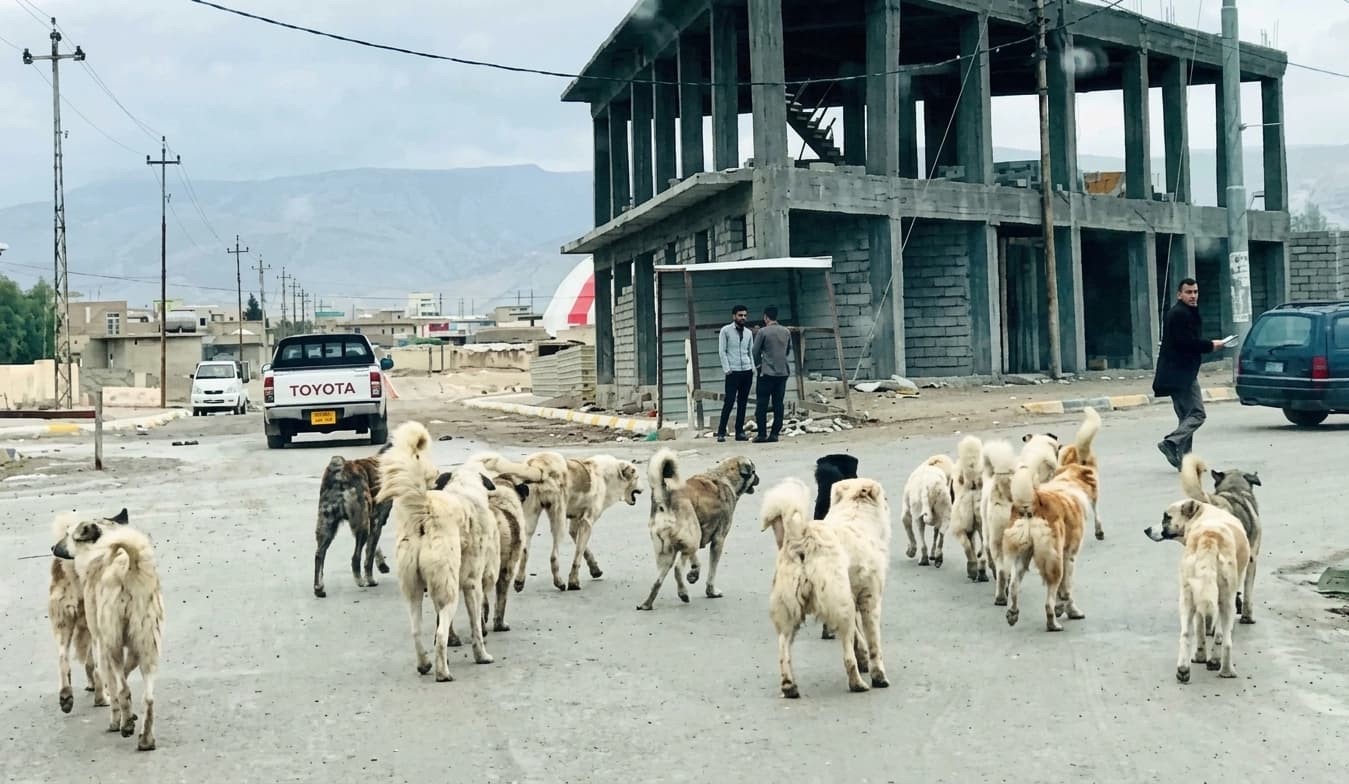 لە هەولێر رۆژانە دوو تیم سەگی بەرەڵا دەگرن و دەیانبەن بۆ پەناگە